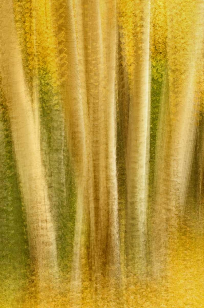 Colorado, San Juan Mountains Aspen tree abstract art print by Marie Bush for $57.95 CAD