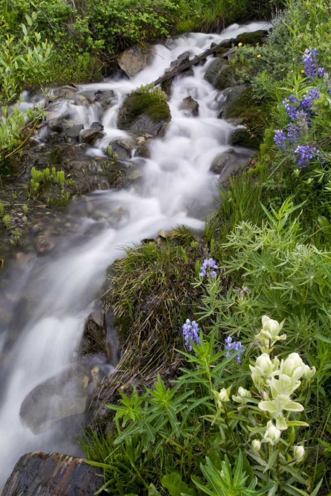 Colorado, Crested Butte Stream and flowers art print by Marie Bush for $57.95 CAD