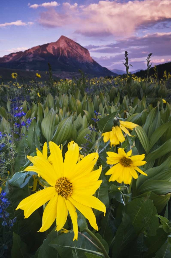 CO, Mt Crested Butte Meadow flowers at sunset art print by Nancy Rotenberg for $57.95 CAD