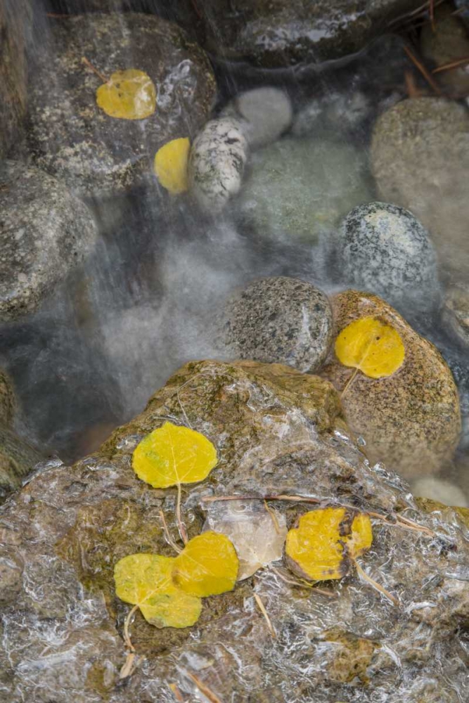 Colorado, Pike NF Aspen leaves on icy rocks art print by Don Grall for $57.95 CAD
