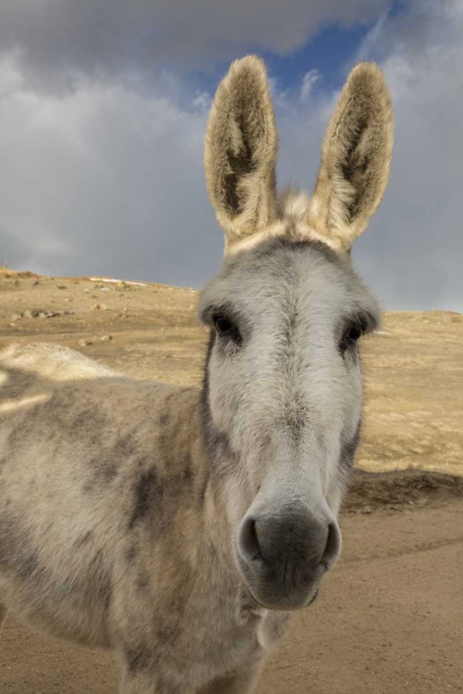 USA, Colorado, South Park Close-up of wild burro art print by Don Grall for $57.95 CAD