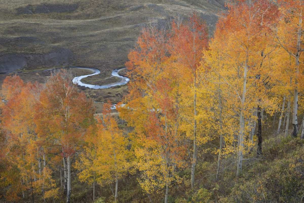 CO, Gunnison NF Aspen grove at peak autumn color art print by Don Grall for $57.95 CAD