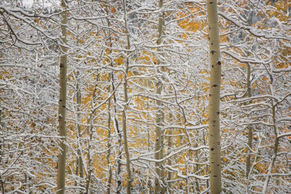 Colorado, San Juan Mountains Snow on aspen trees art print by Don Grall for $57.95 CAD