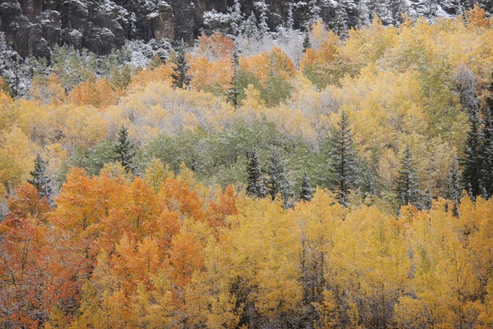 Colorado, San Juan Mts Aspens after snowstorm art print by Don Grall for $57.95 CAD