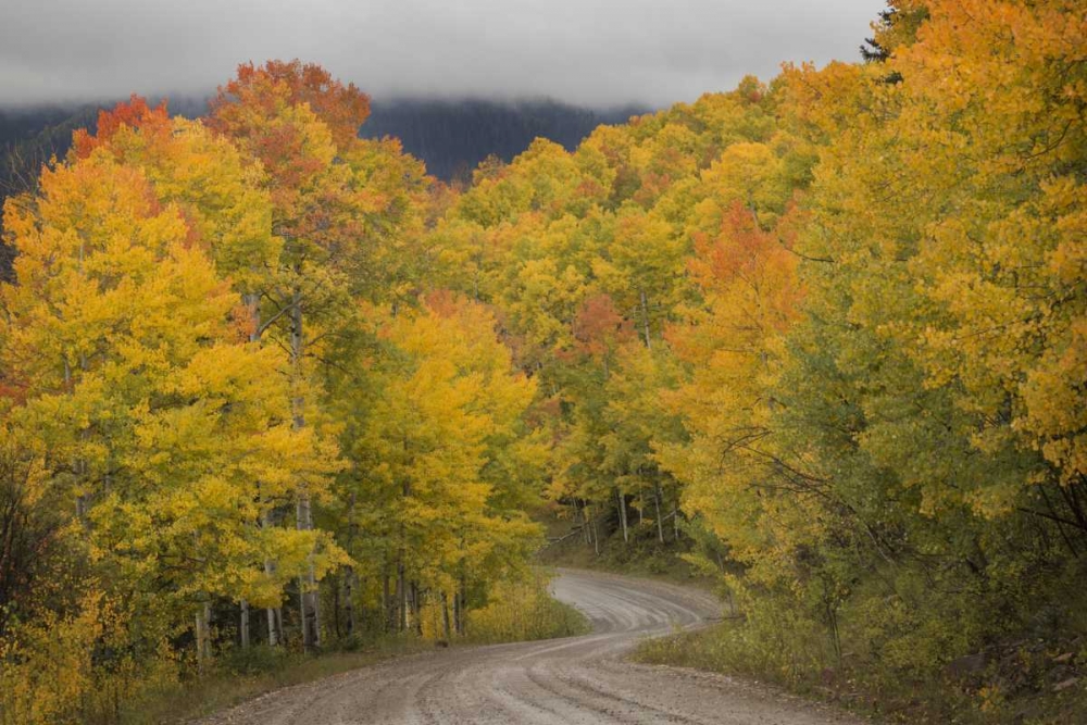 CO, San Juan NF Autumn aspen trees and road art print by Don Grall for $57.95 CAD
