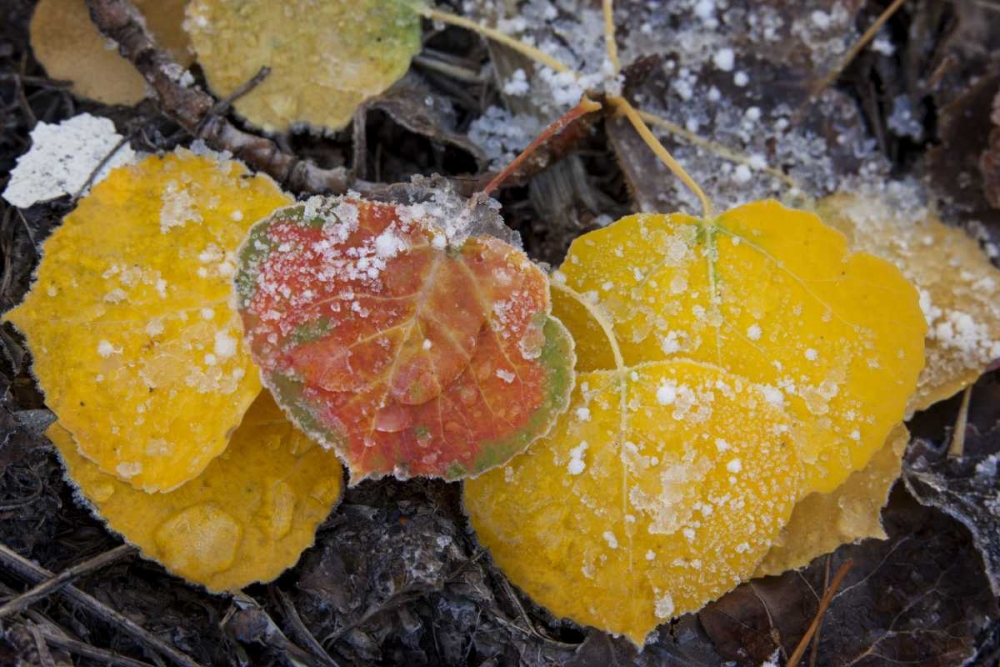 CO, Uncompahgre NF Frozen water on aspen leaves art print by Don Grall for $57.95 CAD