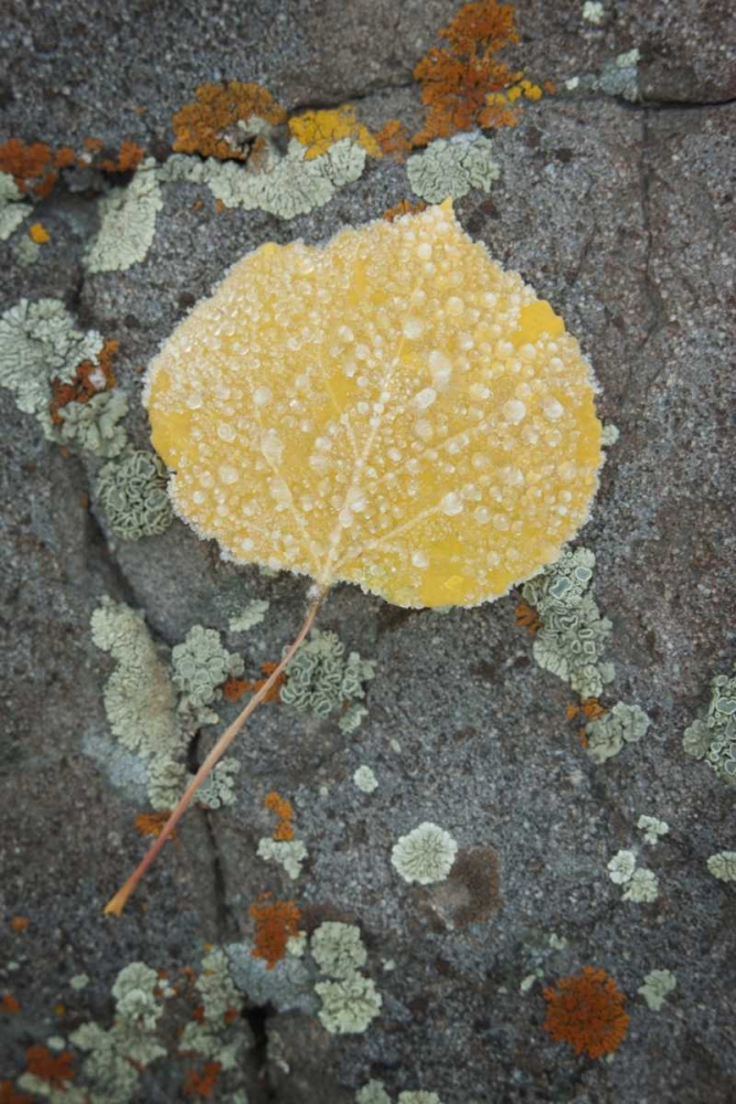 Colorado, Uncompahgre NF Rindrops on aspen leaf art print by Don Grall for $57.95 CAD