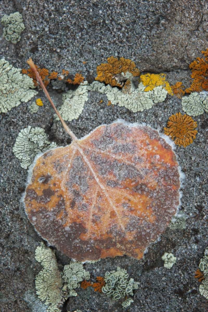 Colorado, Uncompahgre NF Rindrops on aspen leaf art print by Don Grall for $57.95 CAD