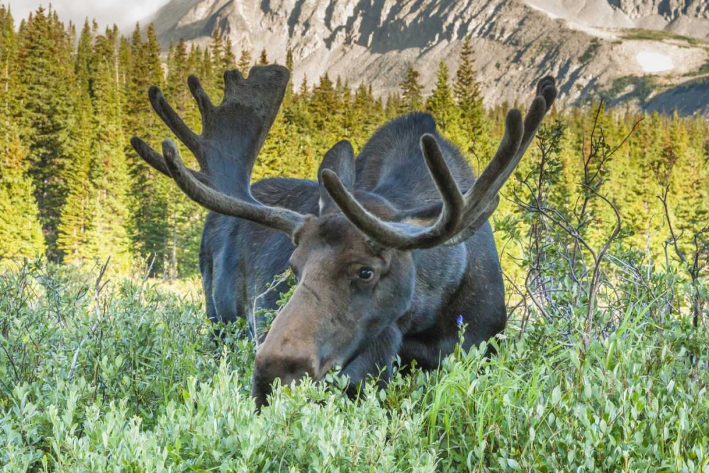 Colorado, Arapaho NF Male moose grazing on bush art print by Cathy and Gordon Illg for $57.95 CAD