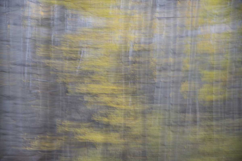 CO, Gunnison NF Abstract of aspens art print by Don Grall for $57.95 CAD