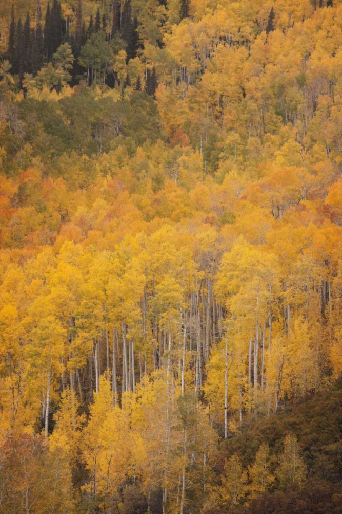 CO, Gunnison NF Aspen forest at peak autumn art print by Don Grall for $57.95 CAD