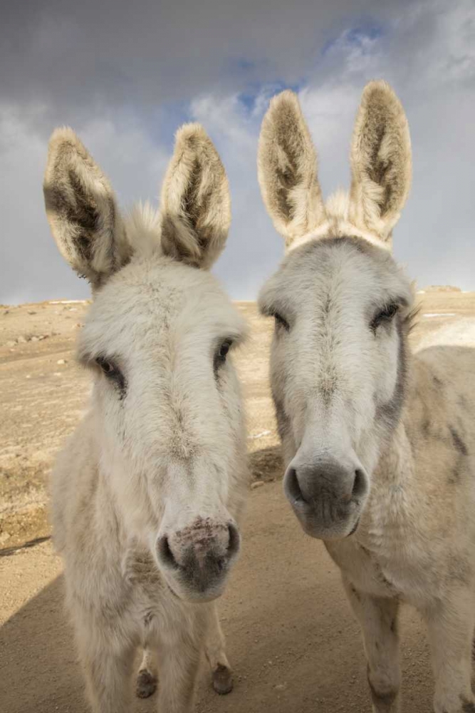 Colorado, South Park Close-up of wild burros art print by Don Grall for $57.95 CAD