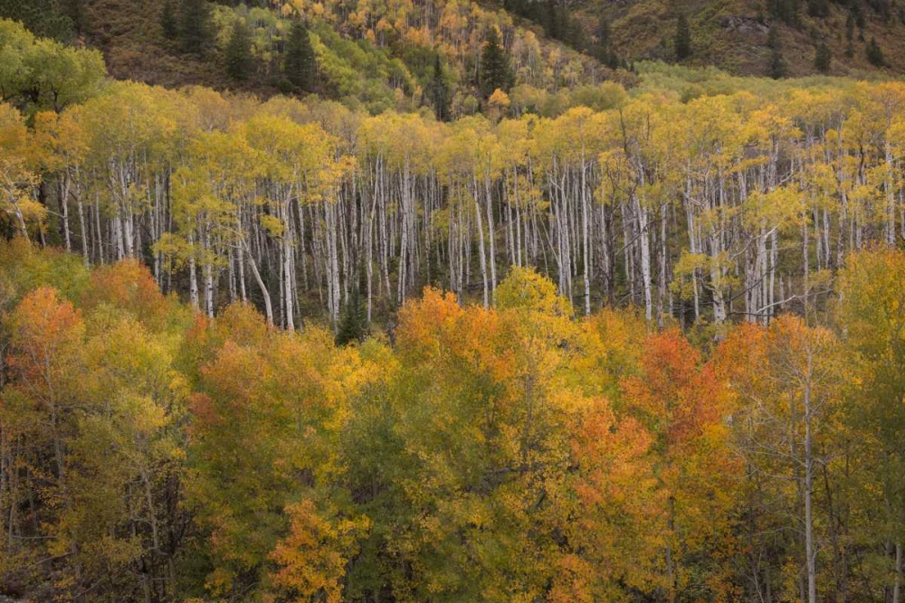 CO, White River NF Aspen grove at peak autumn art print by Don Grall for $57.95 CAD