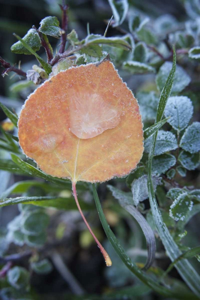 CO, Uncompahgre NF Frozen raindrops on aspen art print by Don Grall for $57.95 CAD