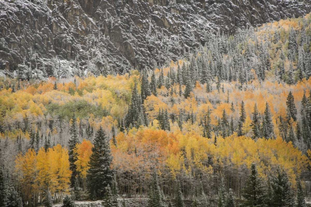 Colorado, San Juan Mountains Autumn snowfall art print by Don Grall for $57.95 CAD