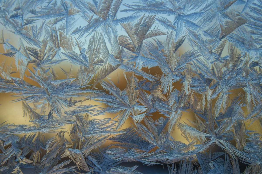 USA, Colorado, Denver Frost on a window art print by Cathy and Gordon Illg for $57.95 CAD