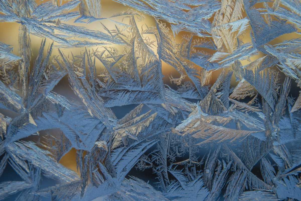 USA, Colorado, Denver Frost on a window art print by Cathy and Gordon Illg for $57.95 CAD