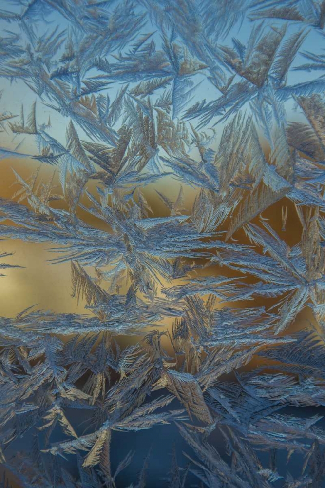USA, Colorado, Denver Frost on a window art print by Cathy and Gordon Illg for $57.95 CAD