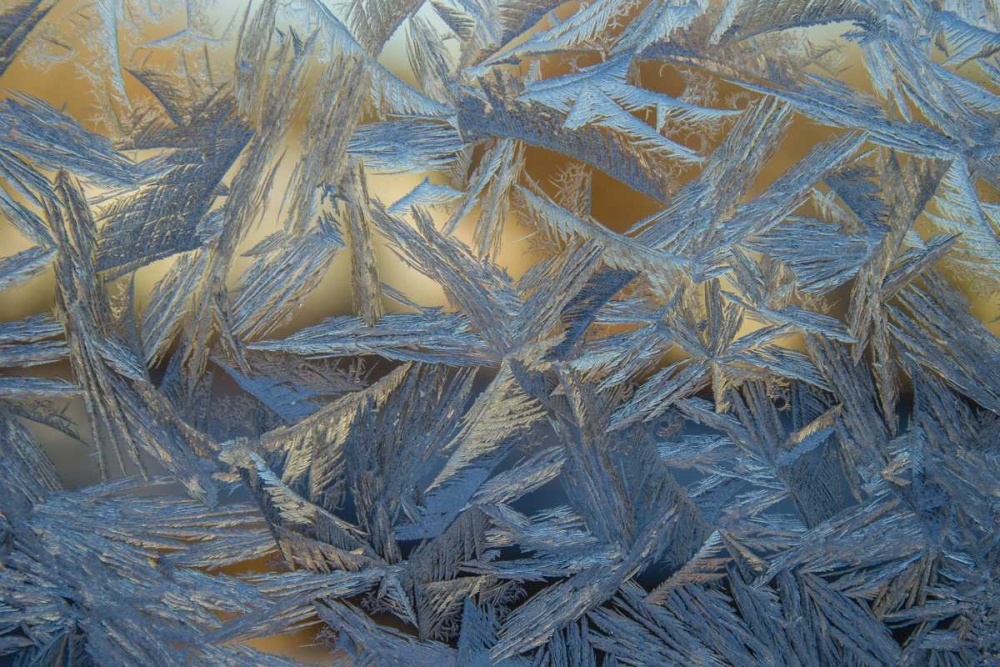 USA, Colorado, Denver Frost on a window art print by Cathy and Gordon Illg for $57.95 CAD