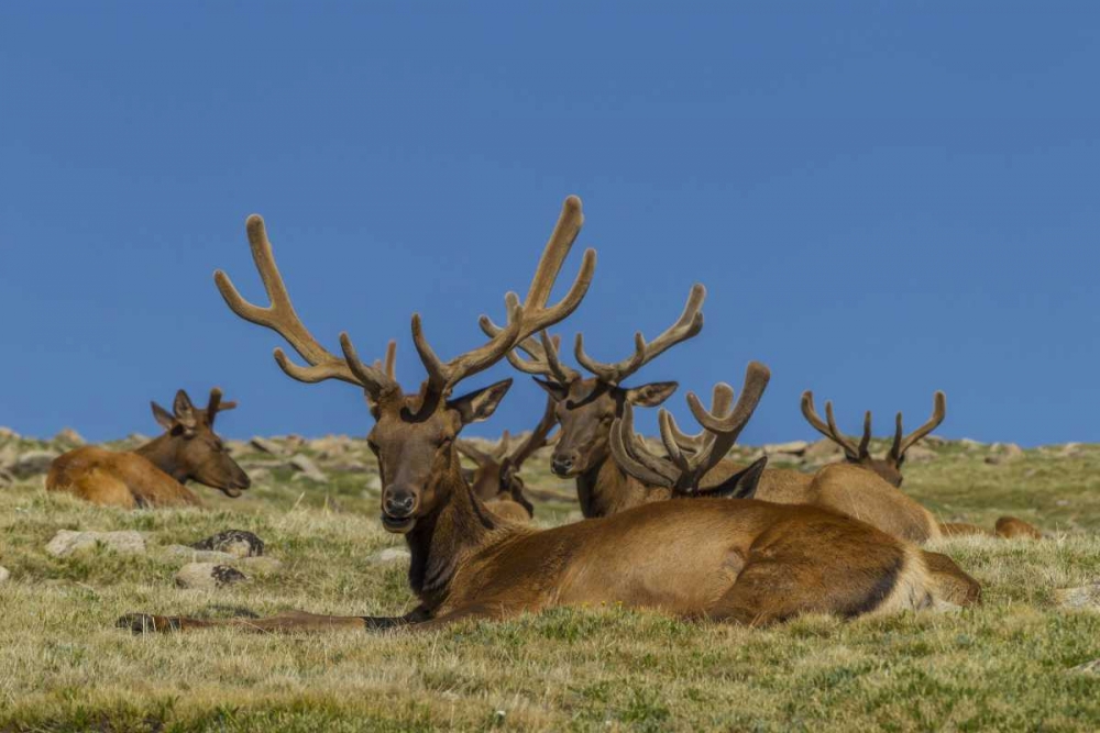 Colorado, Rocky Mountain NP Bull elks resting art print by Cathy and Gordon Illg for $57.95 CAD