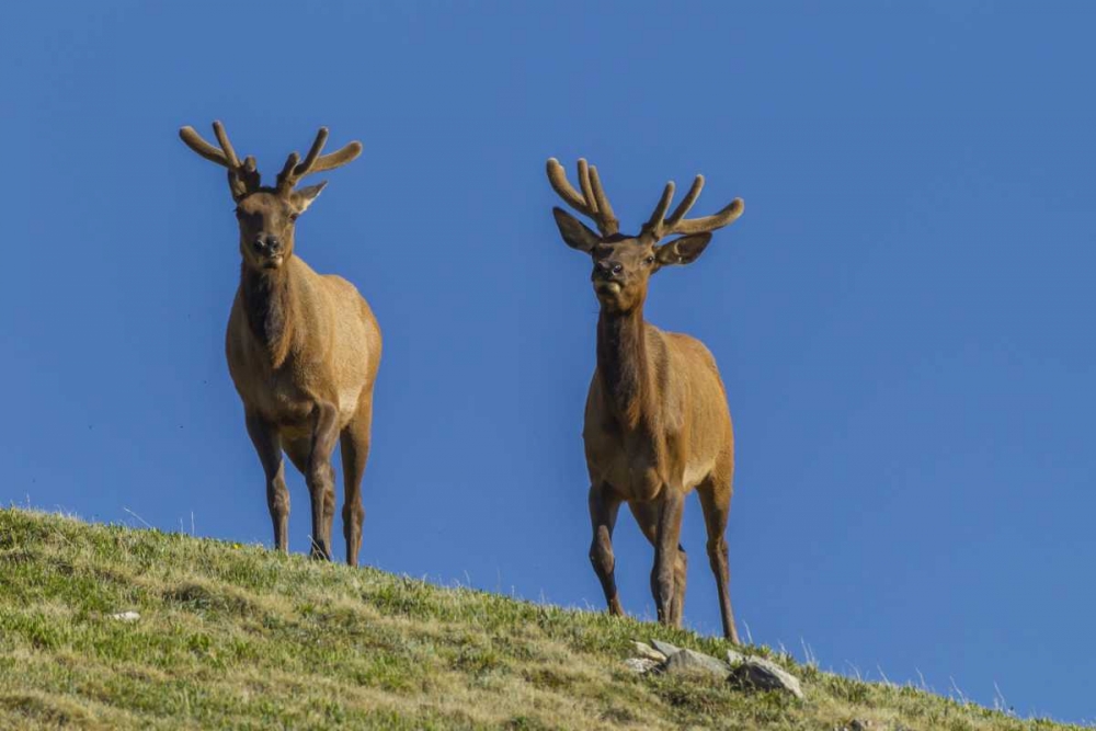 Colorado, Rocky Mountain NP Bull elks on ridge art print by Cathy and Gordon Illg for $57.95 CAD
