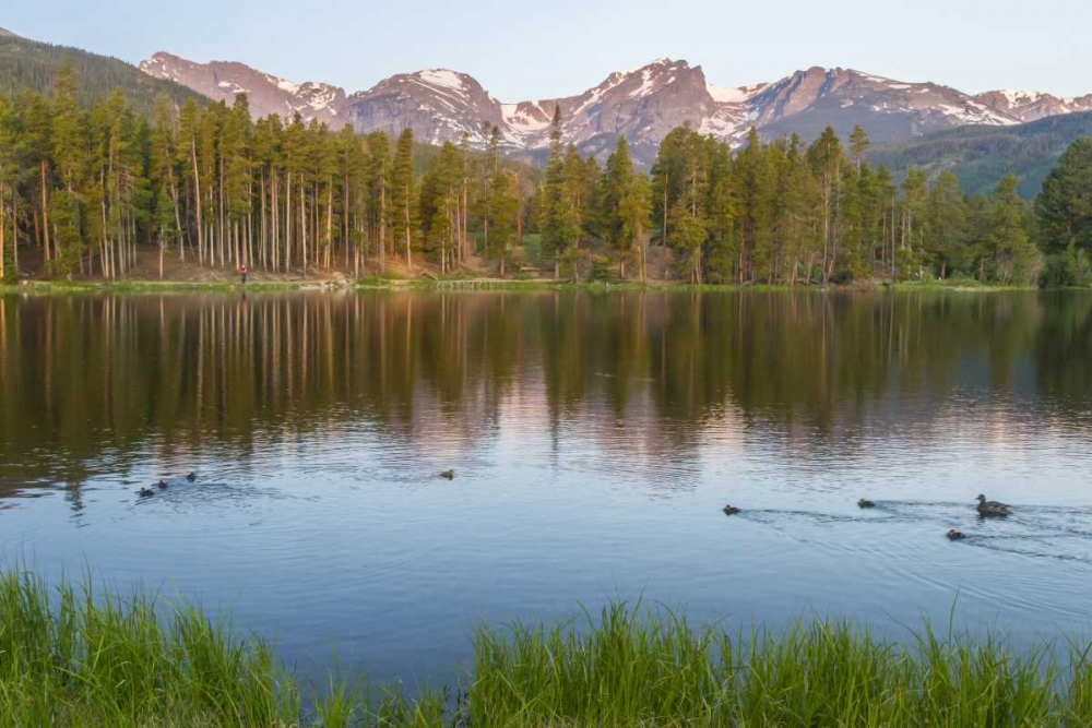Colorado, Rocky Mountains Ducks on Sprague Lake art print by Cathy and Gordon Illg for $57.95 CAD