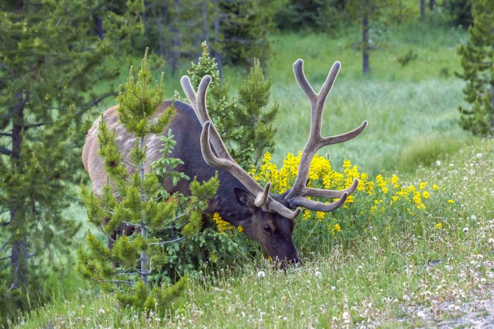 Colorado, Rocky Mountain NP Bull elk grazing art print by Cathy and Gordon Illg for $57.95 CAD