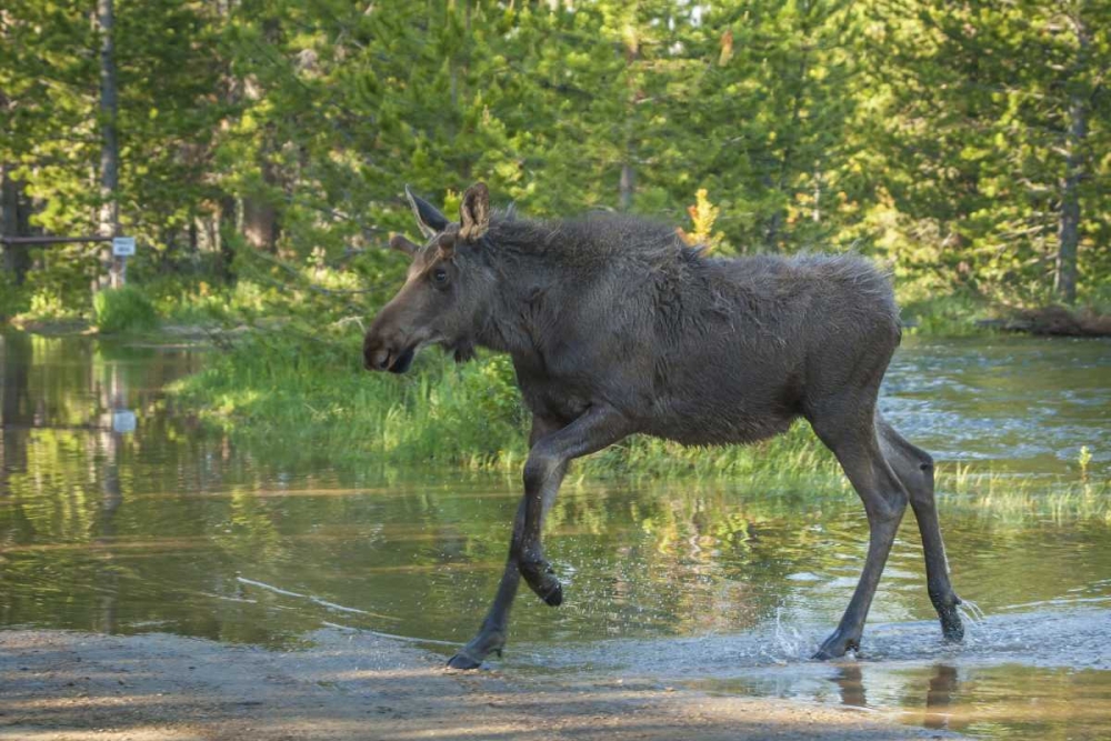 CO, Rocky Mts Male moose crossing Colorado River art print by Cathy and Gordon Illg for $57.95 CAD