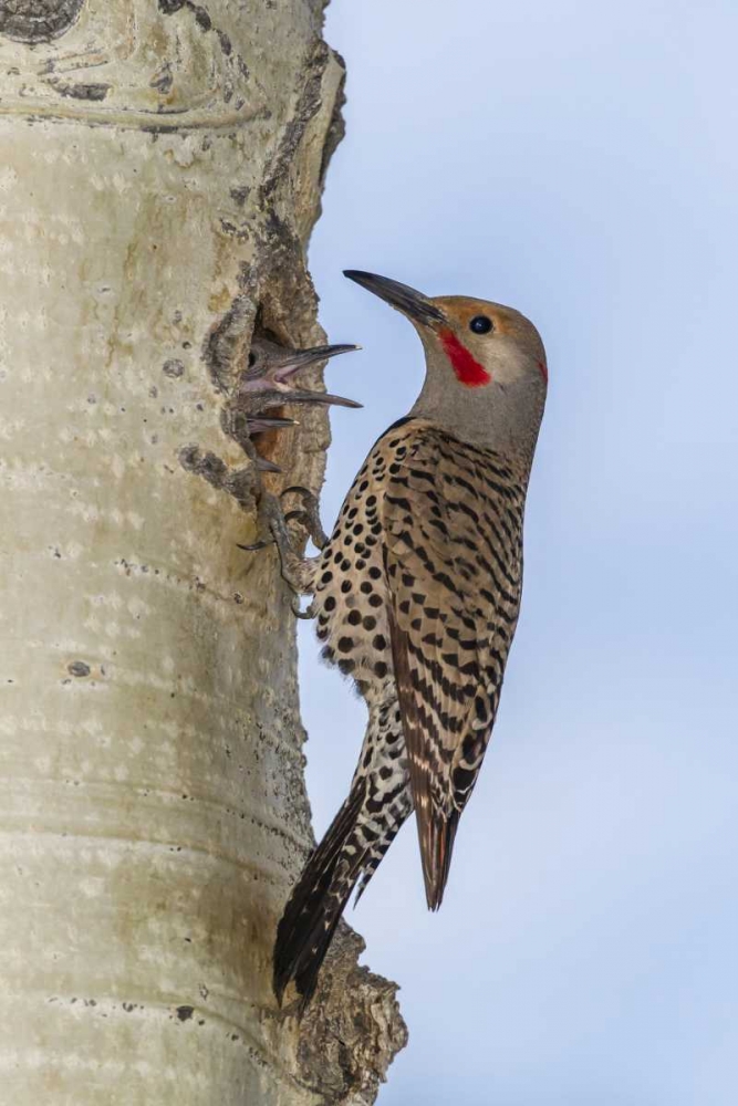 CO, Rocky Mts Red-shafted flicker by nest art print by Cathy and Gordon Illg for $57.95 CAD