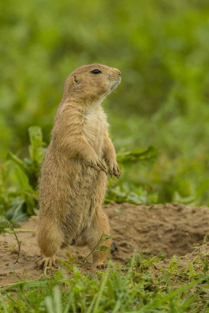 CO, Rocky Mt Arsenal Prairie dog on den mound art print by Cathy and Gordon Illg for $57.95 CAD