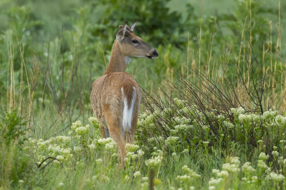 CO, Rocky Mountain Arsenal White-tailed deer art print by Cathy and Gordon Illg for $57.95 CAD