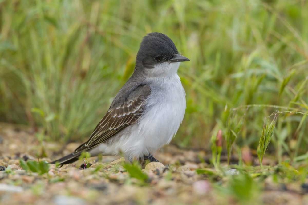 CO, Rocky Mountain Arsenal NWR Eastern kingbird art print by Cathy and Gordon Illg for $57.95 CAD