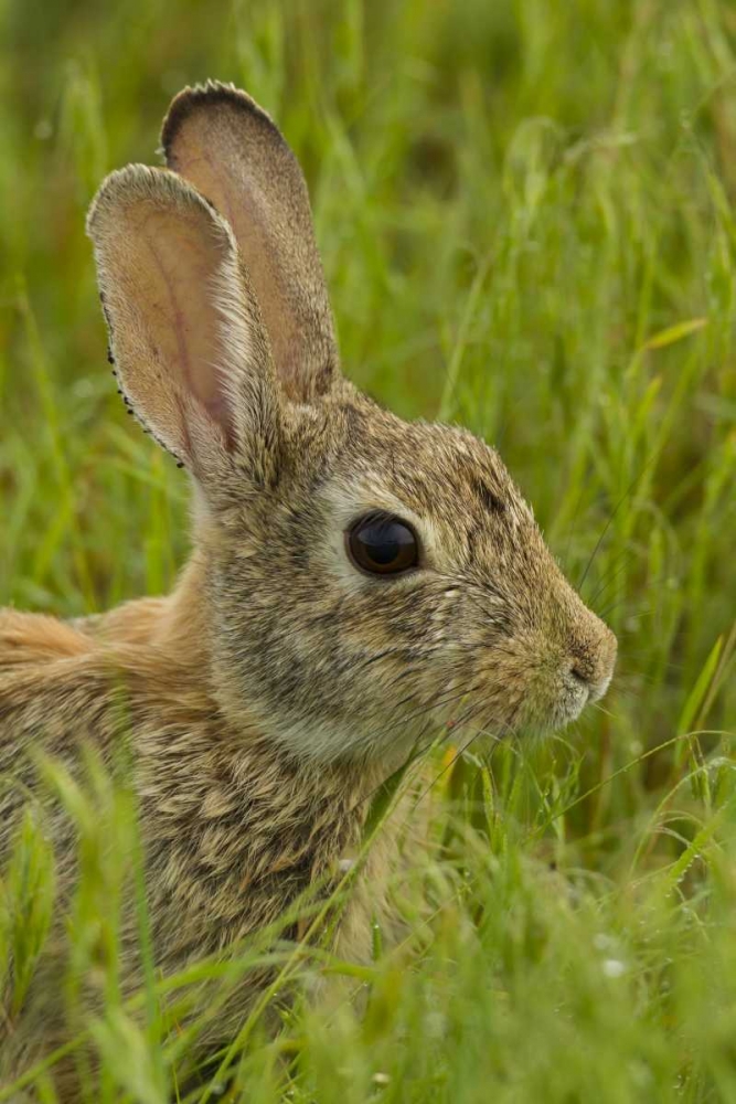 CO, Rocky Mountain Portrait of cottontail rabbit art print by Cathy and Gordon Illg for $57.95 CAD