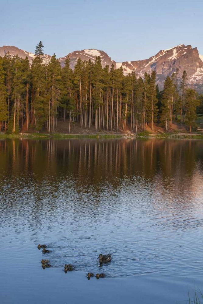 Colorado, Rocky Mountains Ducks on Sprague Lake art print by Cathy and Gordon Illg for $57.95 CAD