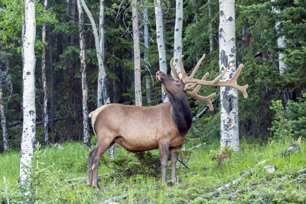 Colorado, Rocky Mountain NP Bull elk in forest art print by Cathy and Gordon Illg for $57.95 CAD