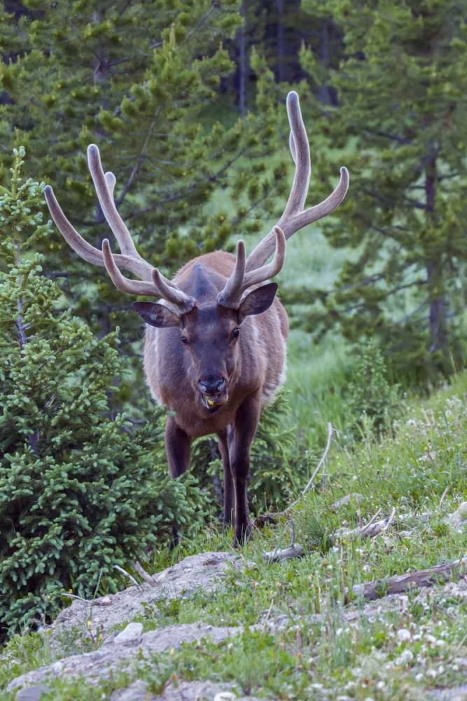 Colorado, Rocky Mountain NP Bull elk in forest art print by Cathy and Gordon Illg for $57.95 CAD