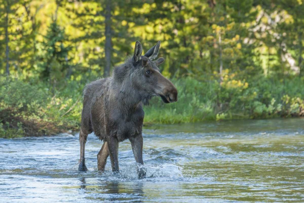 CO, Rocky Mts Male moose crossing Colorado River art print by Cathy and Gordon Illg for $57.95 CAD