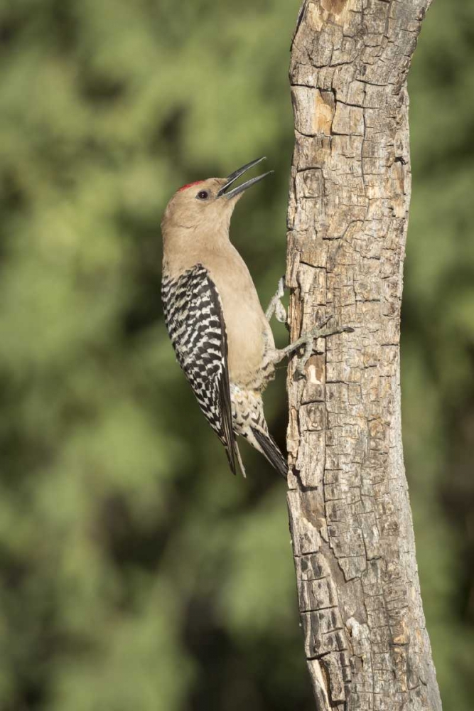 AZ, Amado Gila woodpecker on dead tree trunk art print by Wendy Kaveney for $57.95 CAD