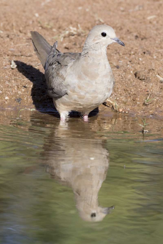 USA, Arizona, Amado Mourning dove and reflection art print by Wendy Kaveney for $57.95 CAD