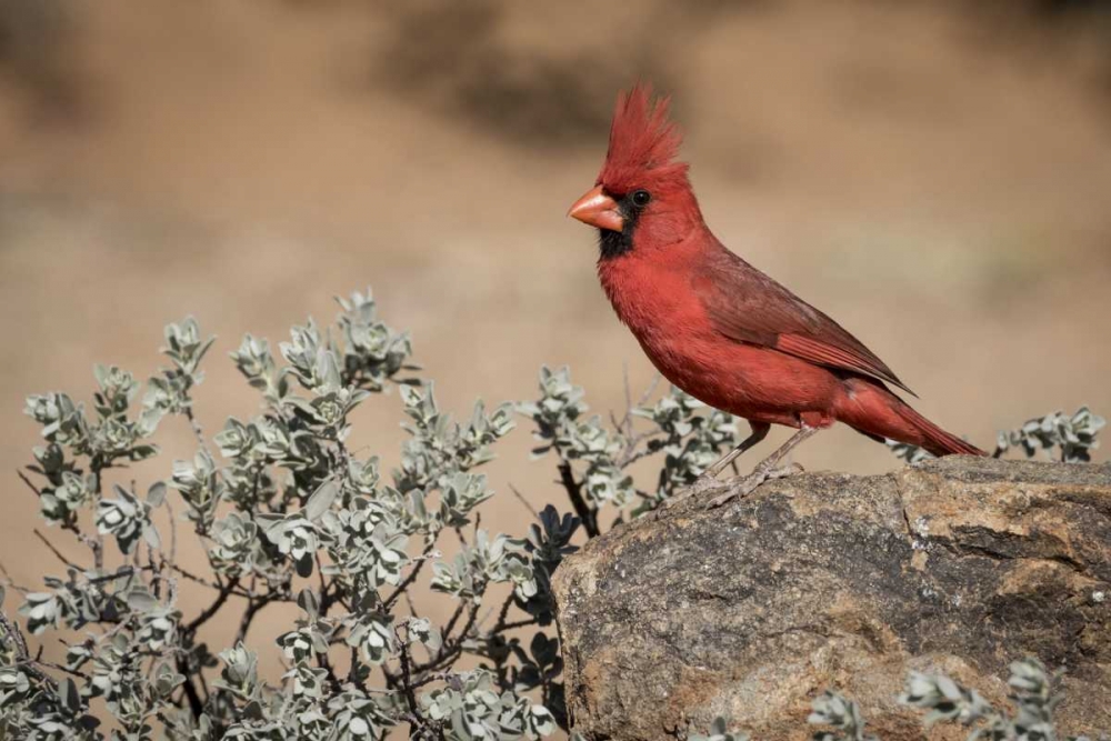 Arizona, Amado Male northern cardinal on rock art print by Wendy Kaveney for $57.95 CAD