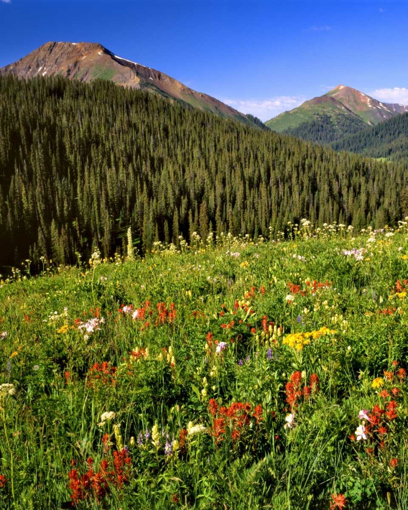 CO, Maroon Bells-Snowmass Wilderness Flowers art print by Steve Terrill for $57.95 CAD