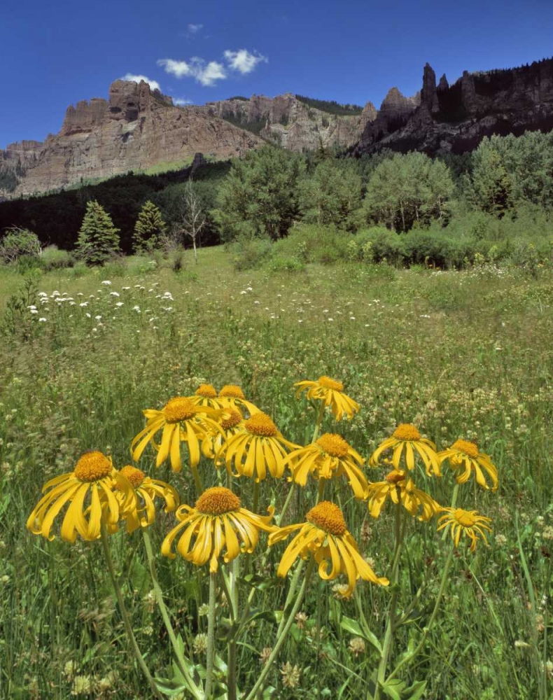 CO, Mill Creek Valley Sneezeweed blooming art print by Steve Terrill for $57.95 CAD