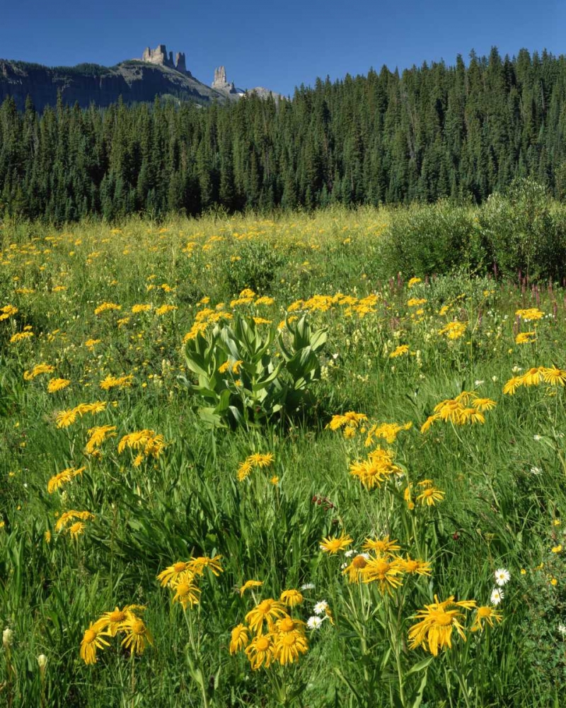 CO, West Elks Wilderness Sneezeweed blooming art print by Steve Terrill for $57.95 CAD