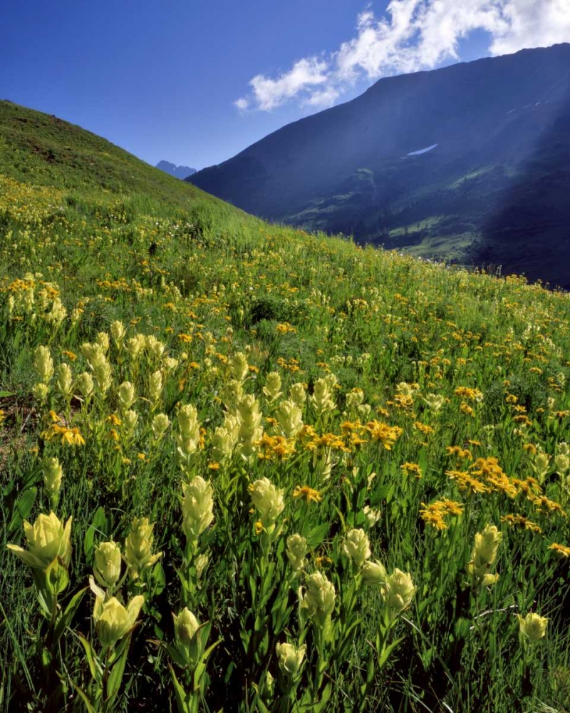 CO, Gunnison NF Sulfur paintbrush and groundsel art print by Steve Terrill for $57.95 CAD