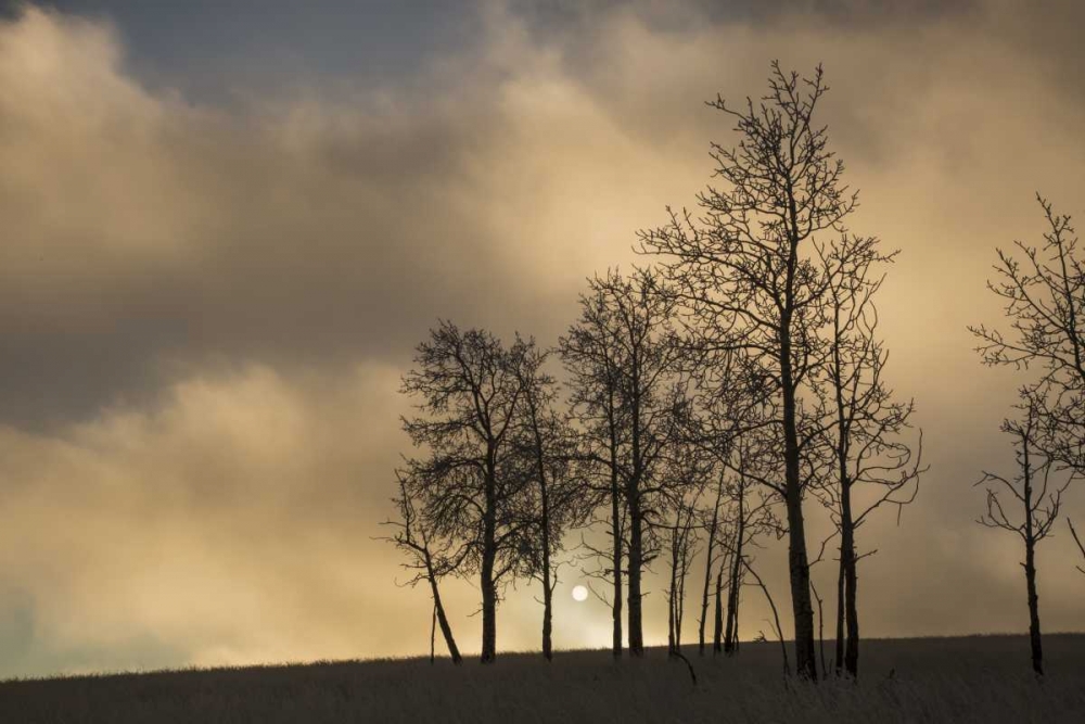 CO, Pike NF Sunrise on clouds and aspen trees art print by Don Grall for $57.95 CAD