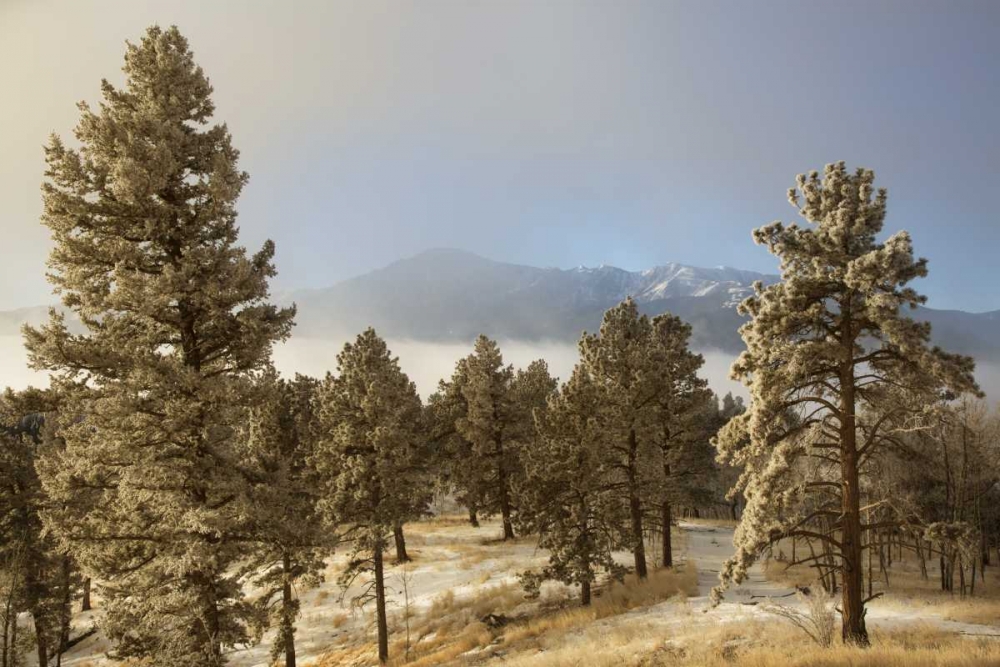 Colorado, Pike NF Frost on Ponderosa Pine trees art print by Don Grall for $57.95 CAD