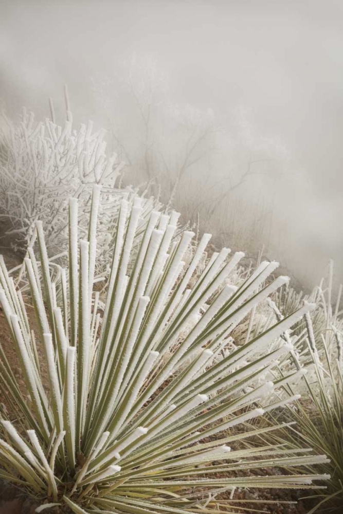 CO, Pike NF Soapweed yucca covered in hoarfrost art print by Don Grall for $57.95 CAD