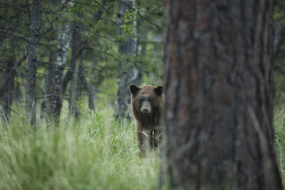 Colorado A cinnamon phase black bear in forest art print by Don Grall for $57.95 CAD