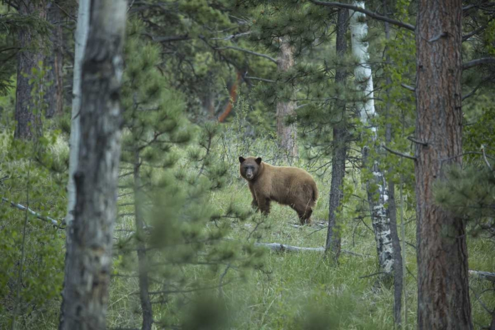 Colorado A cinnamon phase black bear in forest art print by Don Grall for $57.95 CAD
