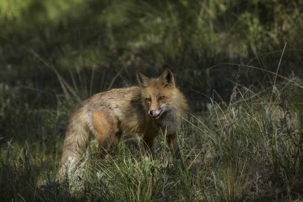 Colorado, Pike National Forest Red fox in meadow art print by Don Grall for $57.95 CAD